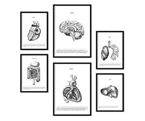 Nacnic Set de 6 posters de Órganos internos. Colección de láminas con estética collage para la decoración de interiores. Tamaños A3 y A4. Sin marco.