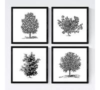 Nacnic Set de cuatro láminas de arboles. Arboles frutales en tamaño 20x20 cm, fondo blanco Poster papel 250 gr y tintas de. Con Marco