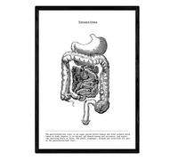 Nacnic Stampa artistica apparato digerente in Bianco e Nero, immagini del Corpo umano. Biologia con dettaglio di Viscere intestino stomaco. Stampato su Carta da 250 Grammi di Alta Qualità.