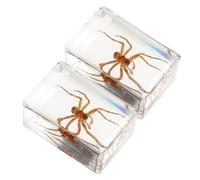 NAMOARLY 2 Piezas Colgantes Fósiles De Ámbar Adorno De Especímenes De Cristal Para Escritorio Pisapapeles De Insectos Científica De Ámbar Viajar Resina Pequeño Insecto Araña