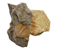 NAMOARLY 2 Piezas Ejemplares Fósiles de Extremidad de Trilobite Réplica Fósil para Adorno de Escritorio Material Didáctico de Ciencias para Estudiantes Fósil Auténtica