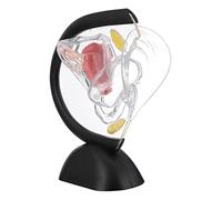 NAMOARLY modelo de útero transparente herramienta de enseñanza estructura jr partes modelo de organo reproductor femenino suministro de enseñanza de órganos de polivinilo
