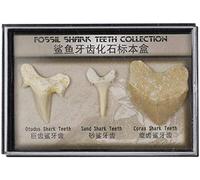 Namvo Juego de 3 Piezas Naturales fósiles de Diente de tiburón, Piedras Naturales para la educación, decoración del hogar, Dientes fósiles Regalo para ni?os