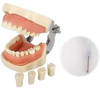 NaoSIn-Ni Modelo de estudio Modelo de Dientes de Anatomía - Modelo de Dientes Orales Orales para Adultos - Modelo de Enseñanza de Estudio de Dientes Dentales - Modelo de Dientes de Demostración Typodont