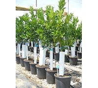 Naranjo, árbol de Varios años, Aprox. 135-150 cm