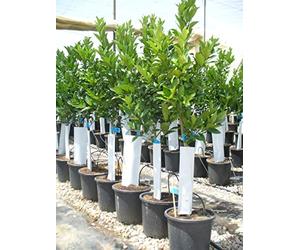 Naranjo, árbol de Varios años, Aprox. 135-150 cm