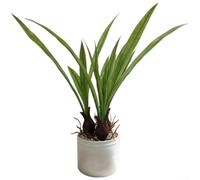 Narciso artificial Bonsái Letra Pot Verde Decoración de plástico para Hotel Sala de estar 34cm Agua realista Narciso Reed Grass Bajo Mantenimiento