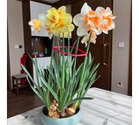 Narciso - Raíces - Emite una delicada fragancia a violetas - Una narciso poco común - De fácil cuidado - Un acento ideal para el jardín - (No es un producto artificial)-10 Raíce-D