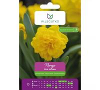 Narcisos Dick Wilden, 4 unidades.