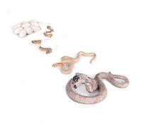 Naroote Ciclos de Vida de Animales de Plástico, Diseño de Bordes Redondeados, Ciclo de Crecimiento de para para Renovar la Habitación