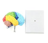 Naroote Modelo de Cerebro Humano PVC Modelo de Anatomía del Cerebro del Hemisferio Derecho 17 X 8 X 18 Cm Zonas Funcionales Codificadas por Colores Superficie Texturizada para