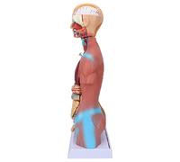 Naroote Modelo de Torso Humano, Modelo Educativo de Anatomía del Cuerpo, Mano de Obra Fina para Enseñanza, Escuela, Hospital, 17,7 Pulgadas