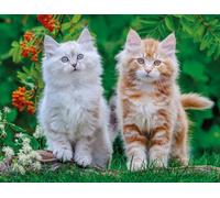 Nathan 12001868 - Puzzle (2000 Piezas), diseño de Gatitos siberianos para Adultos y niños a Partir de 14 años