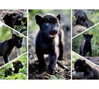 Nathan - Puzle de 1500 Piezas - El último Jaguar - Gilles de Maistre - Adultos y niños a Partir de 14 años - Puzle Colección Wildlife - 12000932