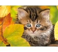 Nathan - Puzle de 1500 Piezas - Gatito en otoño - Adultos y niños a Partir de 14 años - Puzle Ajuste Colección Tendresse -12000945