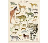 Nathan - Puzle de 500 Piezas - Los felines/Museo Nacional de Historia Natural - Adultos y niños a Partir de 12 años - Puzle Colección Nostalgia - 12000978