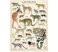 Nathan- Puzzle de 500 Piezas - Los felinos/Museo Nacional de Historia Natural Adulto (Ravensburger 4005556872923)