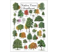 Native Trees of the Southeast Identification Poster, Loblolly Pine Live Oak Magnolia Educational Chart, Vintage Wall Art for Classroom Study Room Decor(Framed,16x24inch(40x60cm))