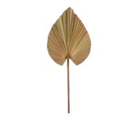 NATURAL LIVING" - Hoja de Palmera para Eventos (100 cm)