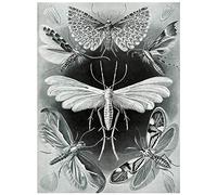 Nature Ernst Haeckel Butterfly Biology Germany Vintage Advert Art Print Poster Wall Decor 12X16 Inch