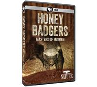 Nature: Honey Badgers - Masters of Mayhem [USA] [DVD]