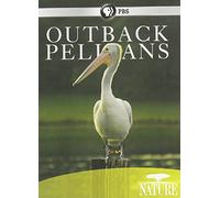Nature: Outback Pelicans [USA] [DVD]