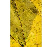 Nature’s Detail: Fall Daily Journal for Gratitude, Priorities, Notes and Cozy Autumn Planning