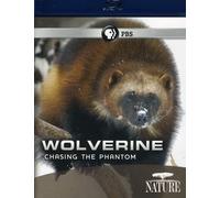 Nature: Wolverine: Chasing the Phantom [USA] [Blu-ray]