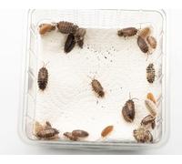 NatureHolic Assel Mix klein | Alimento vivo terrario | Animales de alimentación vivos acuario | policía del suelo | para peces cangrejos y terrarios | Tamaño: 2-3 mm | 100 unidades