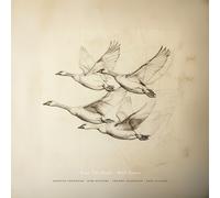 NEAR THE POND - WILD GEESE