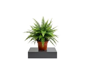 Nephrolepis Exaltata Helecho Espada para Cocina Luminosa DECOALIVE | Maceta 14 cm de Diámetro | Altura 35 cm