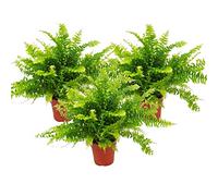 Nephrolepis, set of 3 sword fern 12cm