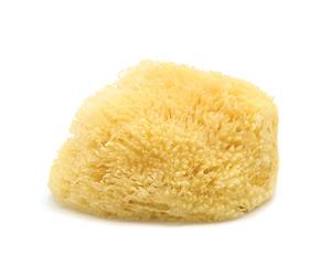 Neptune Esponja de mar del Caribe, aprox. 8 pulgadas