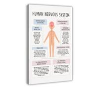 Nervous System Poster Fight Or Flight Response Brain Function Chart