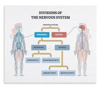 Nervous System Regulation Educational Chart Mindfulness and Self Regulation Guide Canvas Wall-Art for Study or Home Office(Unframed,16x24inch(40x60cm))