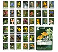 Nestinar. Cartas Florales. Las 38 flores descubiertas por el Dr. Edward Bach