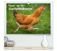 Neues von den Gartenhühnern (hochwertiger Premium Wandkalender 2026 DIN A2 quer), Kunstdruck in Hochglanz: Momentaufnahmen aus dem Leben glücklicher Hühner