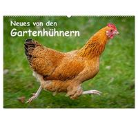 Neues von den Gartenhühnern (Wandkalender 2026 DIN A2 quer), CALVENDO Monatskalender: Momentaufnahmen aus dem Leben glücklicher Hühner