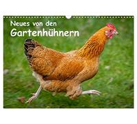 Neues von den Gartenhühnern (Wandkalender 2026 DIN A3 quer), CALVENDO Monatskalender: Momentaufnahmen aus dem Leben glücklicher Hühner