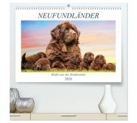 Neufundländer - Bilder aus der Kinderstube (hochwertiger Premium Wandkalender 2026 DIN A2 quer), Kunstdruck in Hochglanz: Lassen Sie sich von ... alten Neufundländer - Welpen verzaubern
