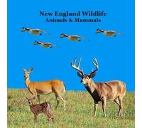 New England Animals and Mammals Kids Wildlife Book: Great Wildlife Book about Animals and Mammals in New England