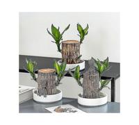 New Groot Green Plant Brazilian Wood Water Raise Lucky Wood Potted Small Tree People fast