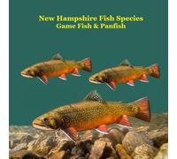 New Hampshire Game Fish and Panfish Species Kids Book: Great Book About the Different Types of Fish in New Hampshire