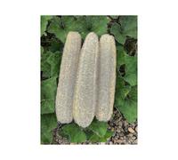 New Natural Bath Loofahs Sponges Large Organic Luffa Shower Sponges Skin Body Back Exfoliating Scrubber for Daily Personal Care (3 Pack)