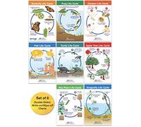 NEW PATH LEARNING Juego de 8 ciclos de vida