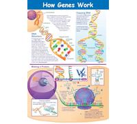 NewPath Learning Póster de Cómo funcionan los genes, laminado, a todo color, 23 x 35 pulgadas