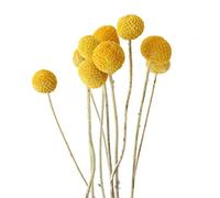 NGHSDO Pampas Secas Decoracion Flores secas Naturales Secado Eucalipto Hoja Real Sucursal Bronco Casa Casa Fiesta de Boda Pino Decoración Cotton Pampas Secas Grandes (Color : 10pcs B)
