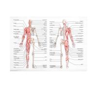 Nicear Póster de anatomía del sistema musculoesquelético (50 x 70 cm) para aulas, escuelas y laboratorios.