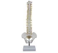 Nicfaky Columna Vertebral de 45 cm con pélvico de columna vertebral anatómica de columna vertebral + soporte flexible