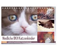 Niedliche BKH Katzenkinder (Tischkalender 2026 DIN A5 quer), CALVENDO Monatskalender: Dieser Kalender ist ein Muß für jeden Katzenfreund.